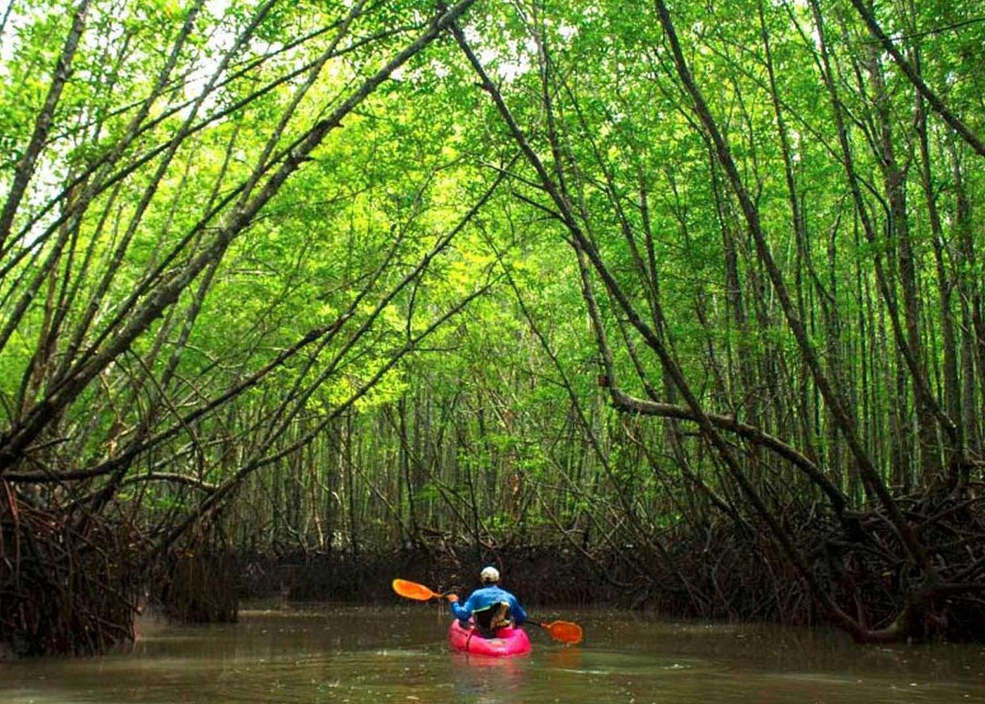 Deep Mangrove and Canyon Kayak Tour in Krabi