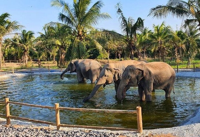 Ethical Elephant Sanctuary Tour from Bangkok & Pattaya