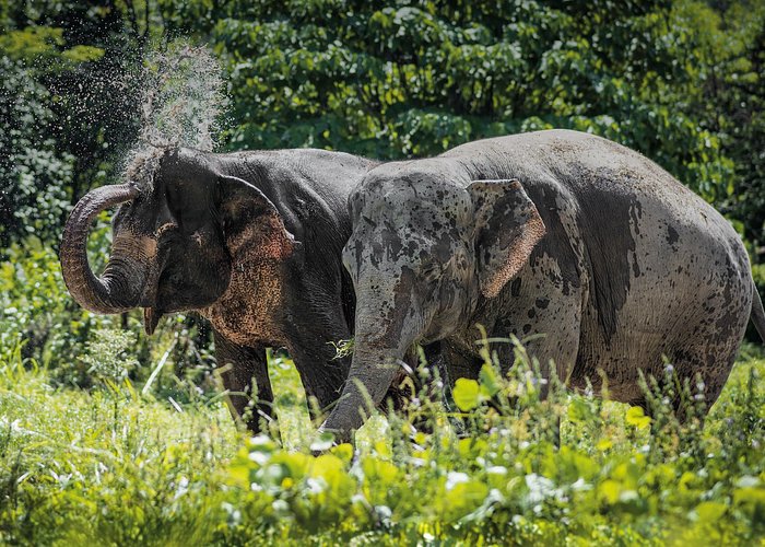 An Afternoon with the Elephants at Phuket Elephant Sanctuary