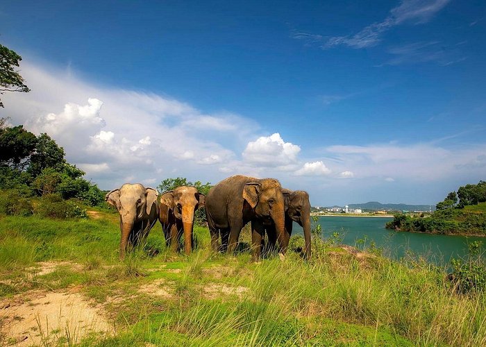 Phuket City Tour & Elephant Sanctuary: Sights, Tastes, Culture