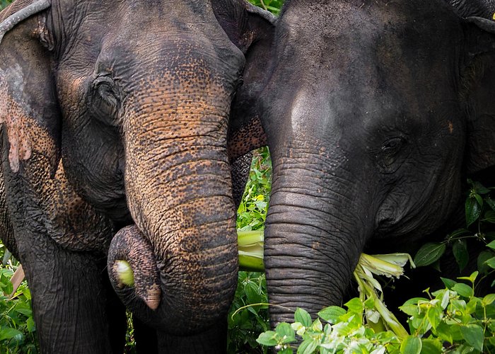 A Morning with the Elephants at Phuket Elephant Sanctuary