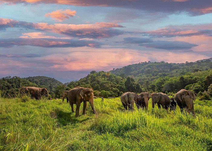 Mini Elephant Nature at Bukit Elephant Park