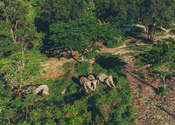 Samui Elephant Kingdom Ethical Sanctuary and Skywalk Tour